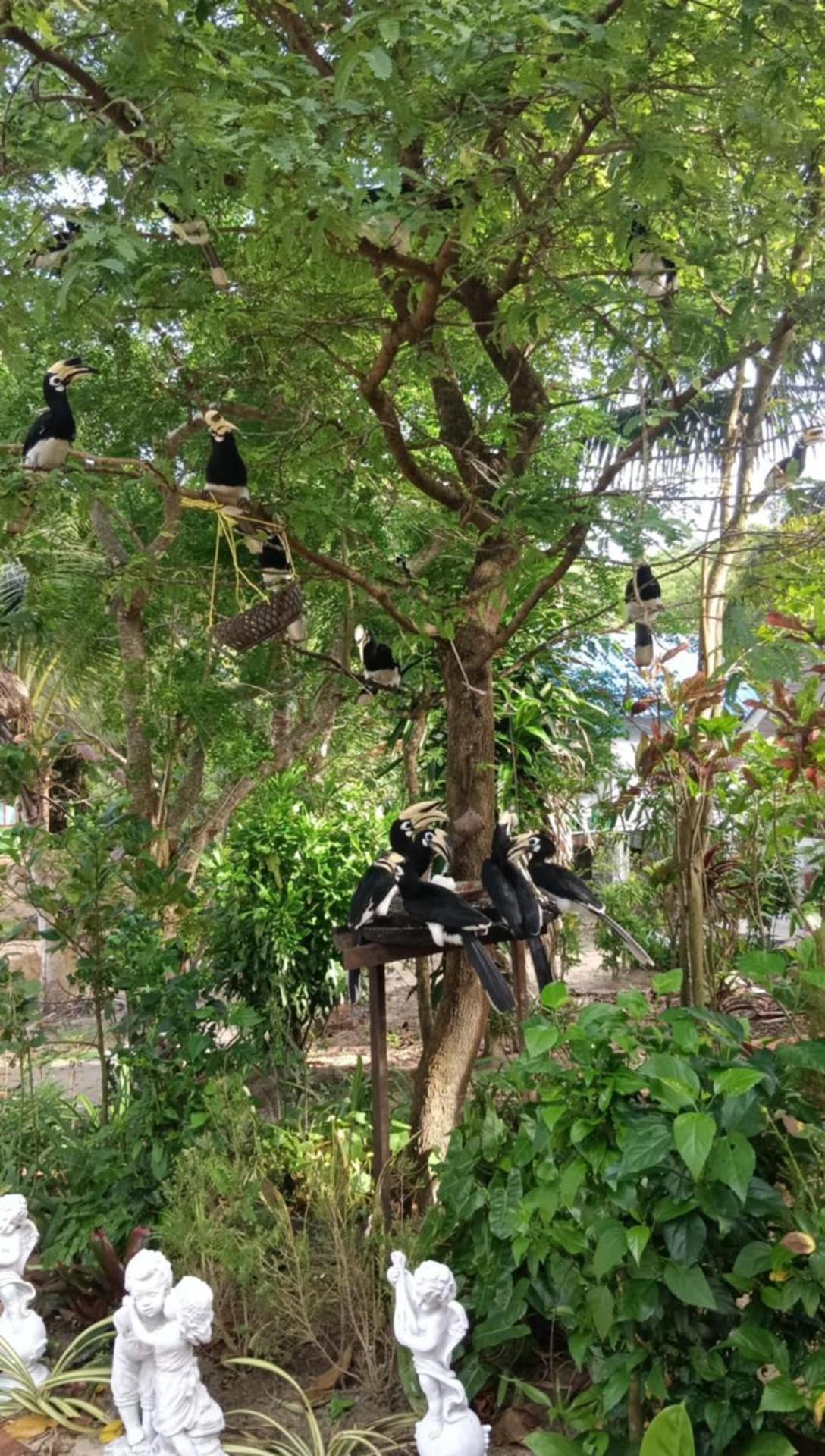 Baan Suan Kayoo 2 Buffalo Bay Aow Khao Kwai Koh Phayam Exterior foto